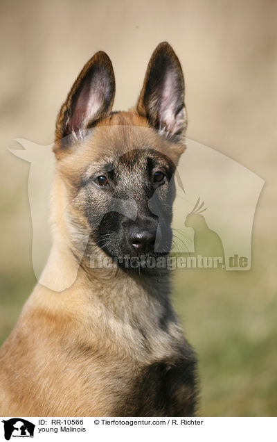 junger Malinois / young Malinois / RR-10566