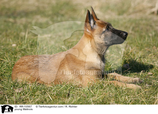 young Malinois / RR-10567