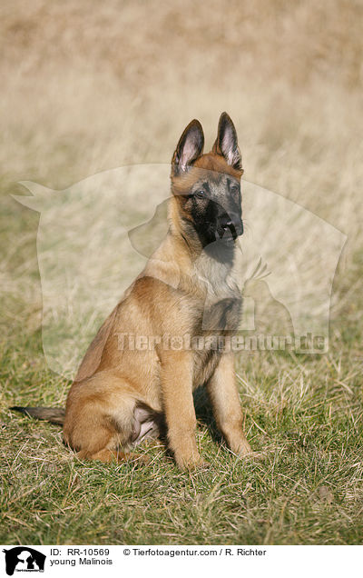young Malinois / RR-10569