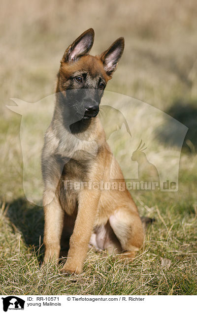 junger Malinois / young Malinois / RR-10571