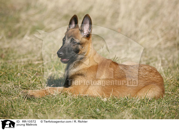junger Malinois / young Malinois / RR-10572