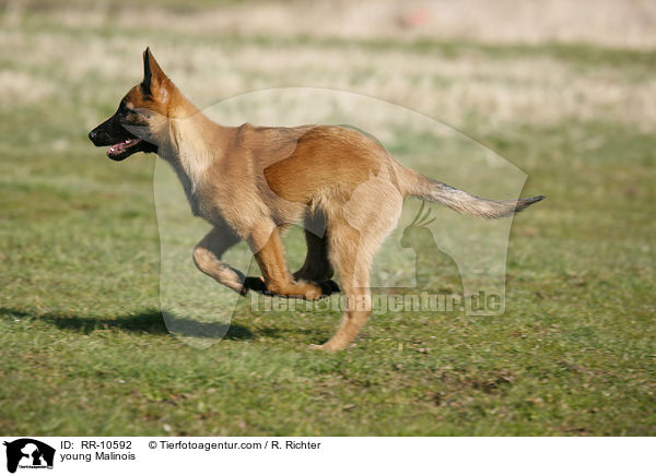 young Malinois / RR-10592