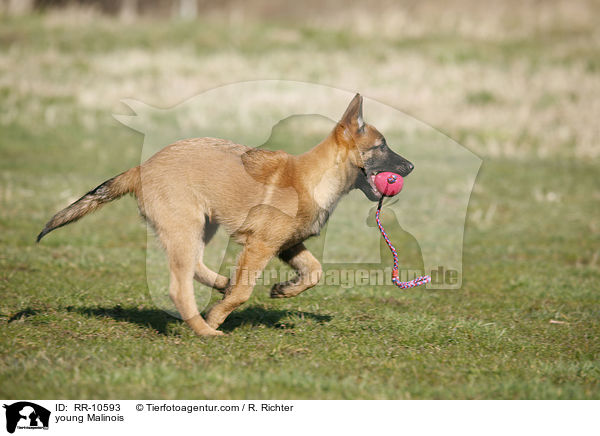 young Malinois / RR-10593