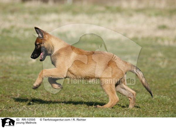 young Malinois / RR-10595