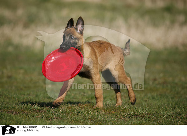 young Malinois / RR-10601