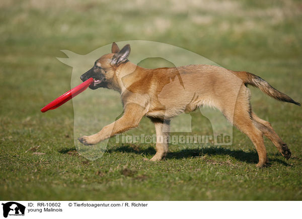 young Malinois / RR-10602