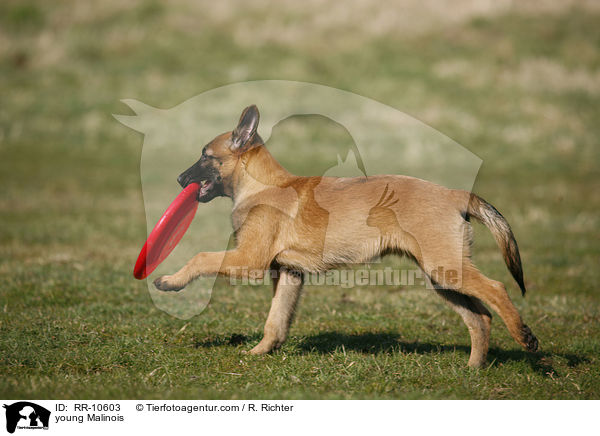 young Malinois / RR-10603