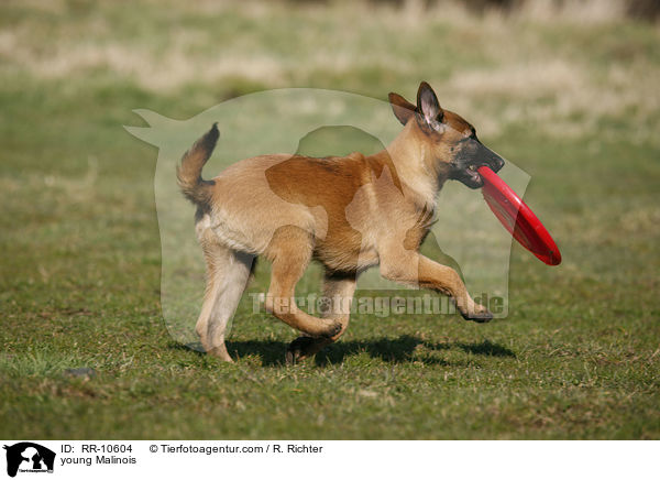 young Malinois / RR-10604