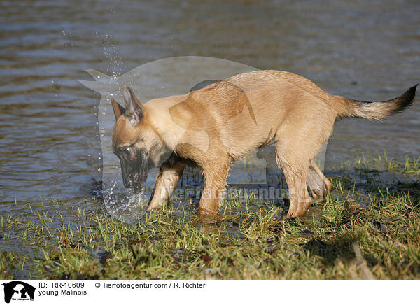 young Malinois / RR-10609