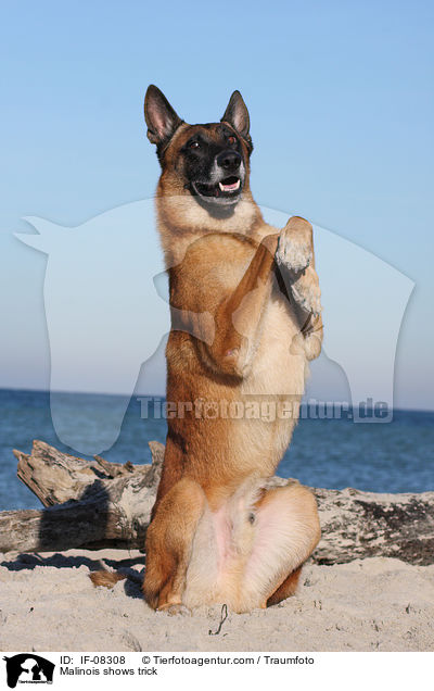 Malinois shows trick / IF-08308