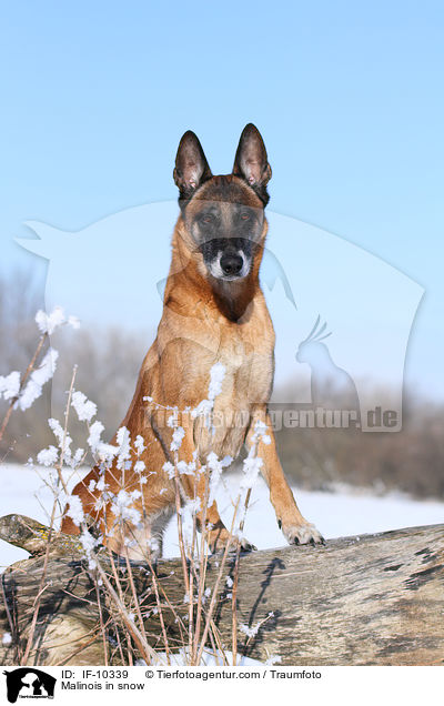 Malinois in snow / IF-10339
