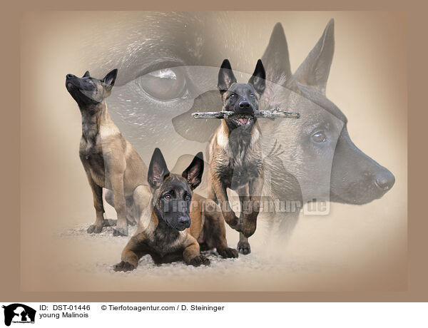 young Malinois / DST-01446