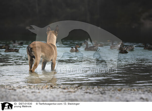 young Malinois / DST-01530