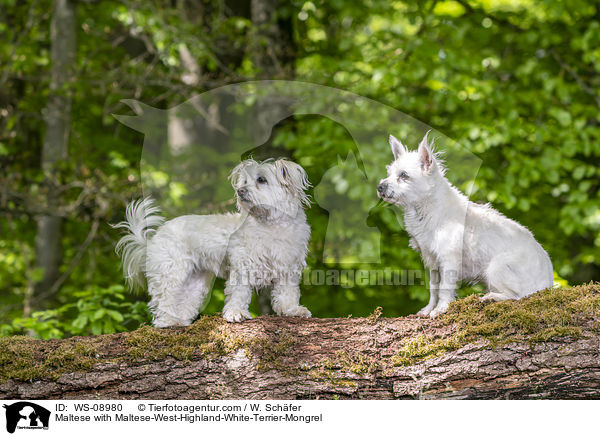 Maltese with Maltese-West-Highland-White-Terrier-Mongrel / WS-08980