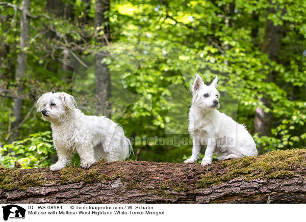 Maltese with Maltese-West-Highland-White-Terrier-Mongrel / WS-08984