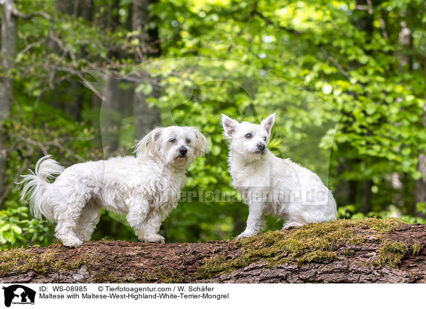 Maltese with Maltese-West-Highland-White-Terrier-Mongrel / WS-08985
