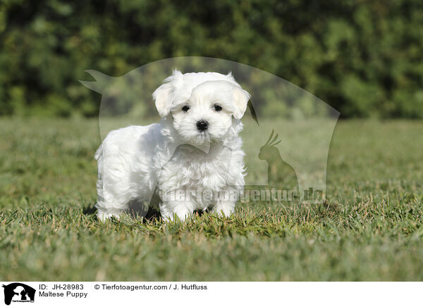 Maltese Puppy / JH-28983