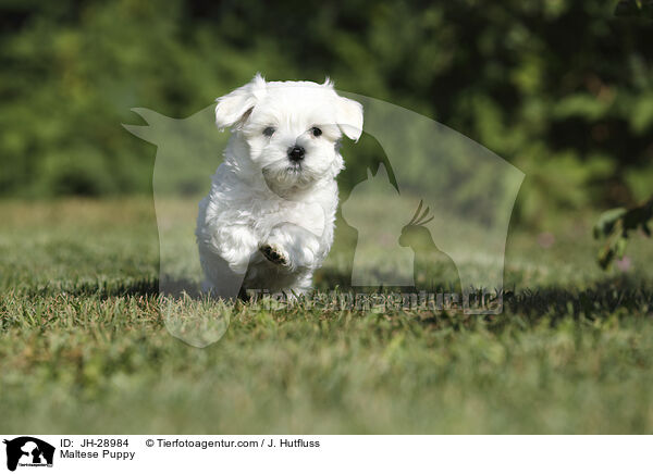 Maltese Puppy / JH-28984