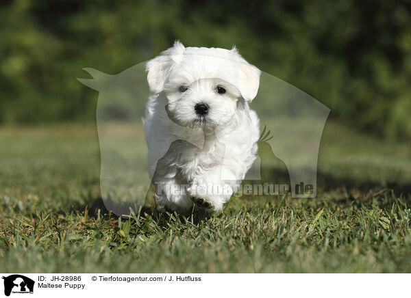 Maltese Puppy / JH-28986