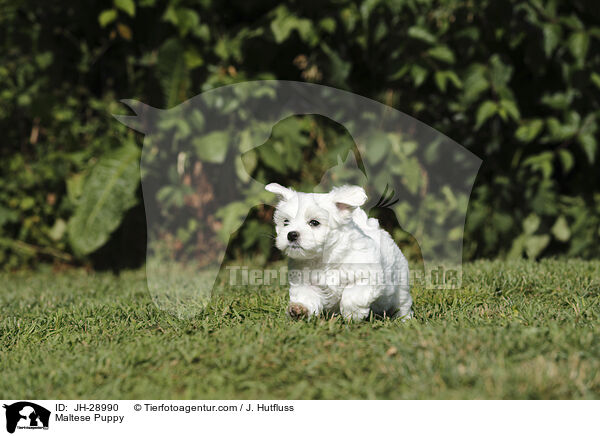 Maltese Puppy / JH-28990
