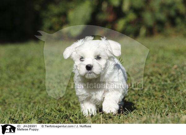 Maltese Puppy / JH-28991