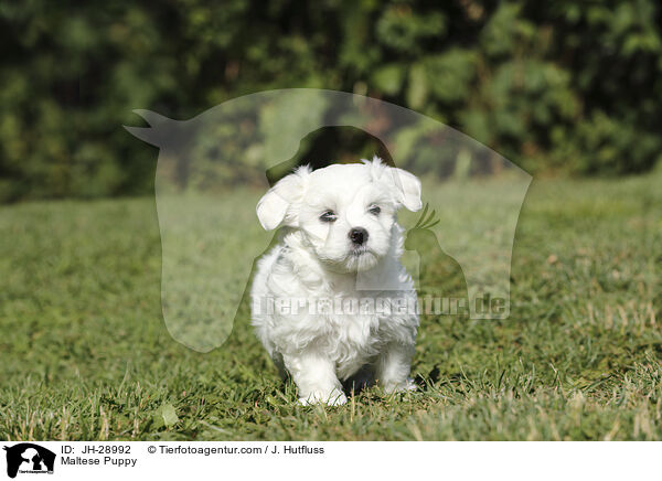 Maltese Puppy / JH-28992