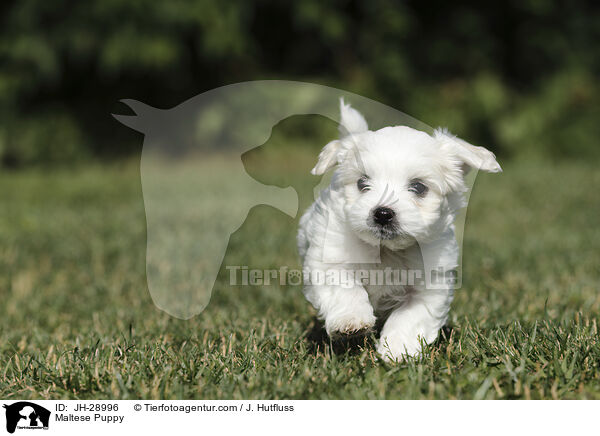 Maltese Puppy / JH-28996
