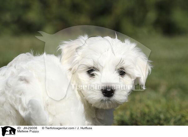 Maltese Puppy / JH-29006