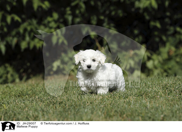 Maltese Puppy / JH-29007