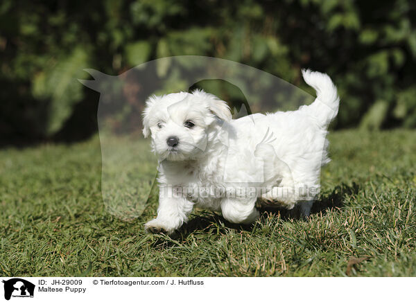 Maltese Puppy / JH-29009