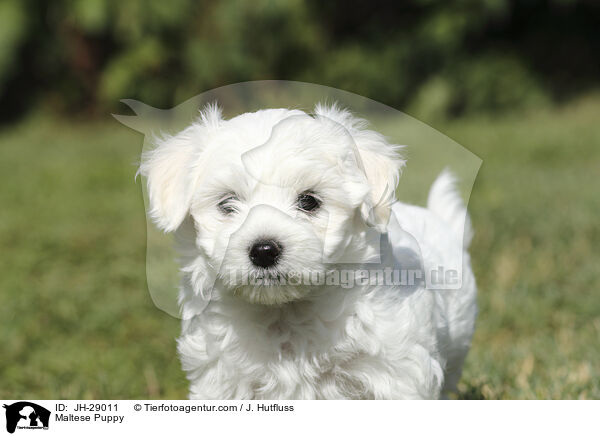 Maltese Puppy / JH-29011