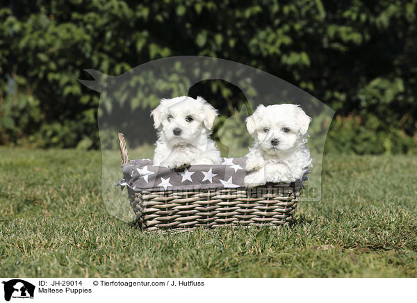 Maltese Puppies / JH-29014