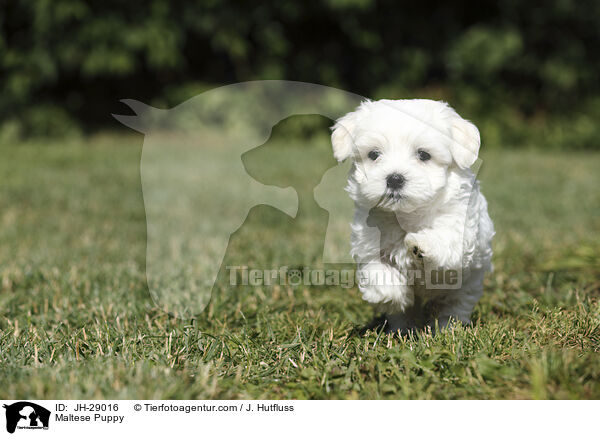 Maltese Puppy / JH-29016