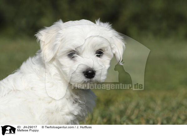 Maltese Puppy / JH-29017
