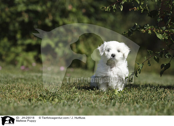 Maltese Puppy / JH-29018