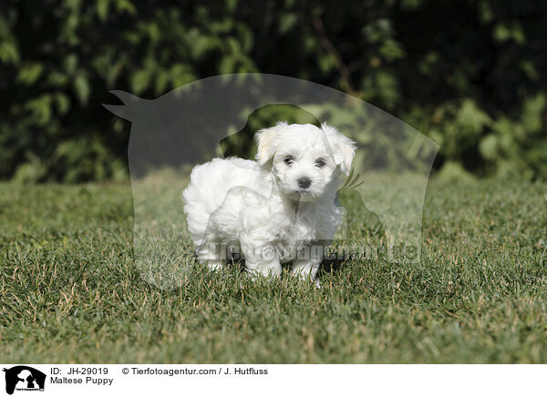 Maltese Puppy / JH-29019