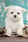 sitting Maltese Puppy