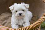Maltese Puppy in the wicker basket