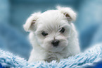 Maltese Puppy portrait