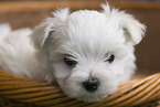 Maltese Puppy in the wicker basket