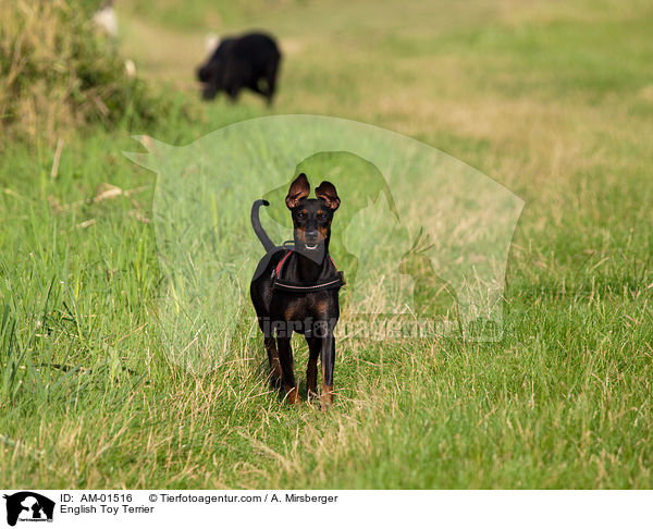 English Toy Terrier / AM-01516
