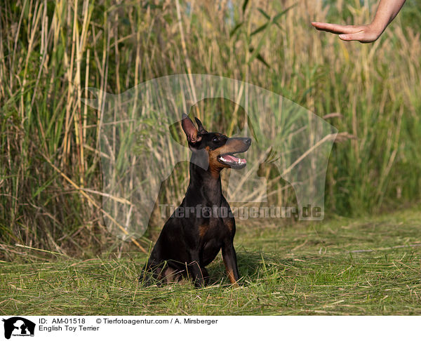 English Toy Terrier / AM-01518