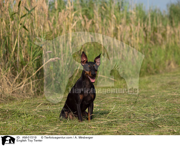 English Toy Terrier / AM-01519