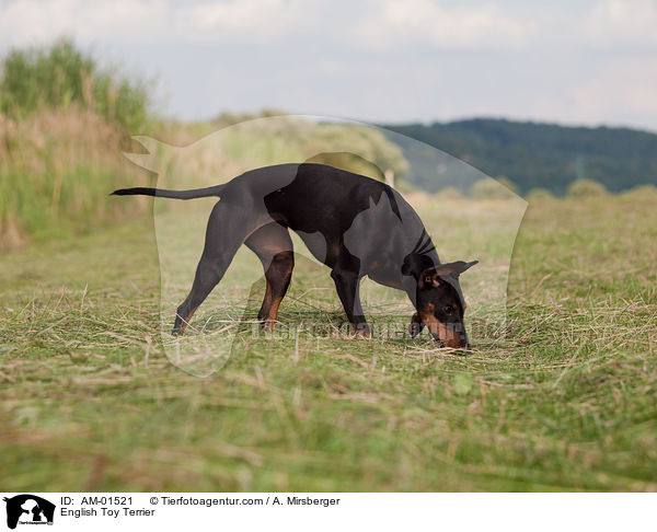 English Toy Terrier / AM-01521