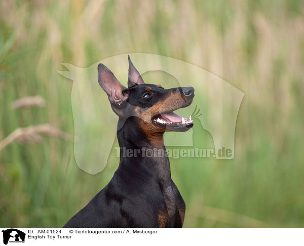 English Toy Terrier / AM-01524