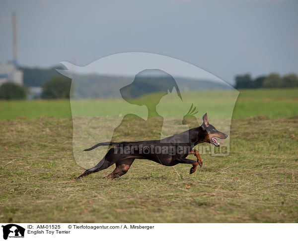 English Toy Terrier / AM-01525