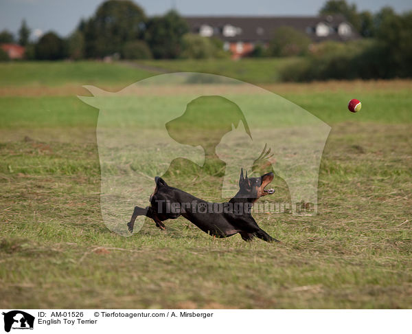 English Toy Terrier / AM-01526