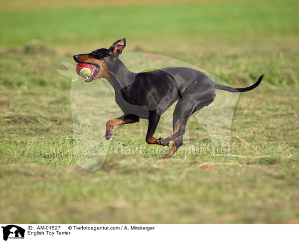 English Toy Terrier / AM-01527