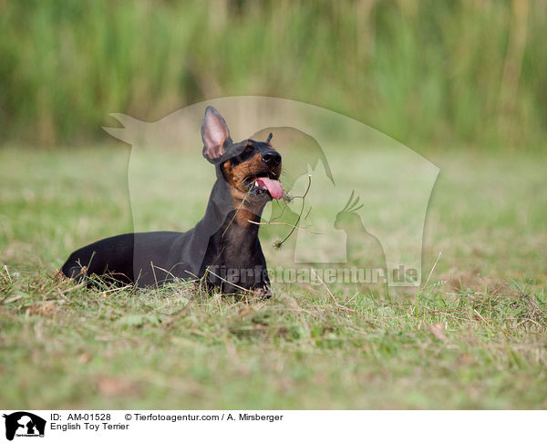 English Toy Terrier / AM-01528