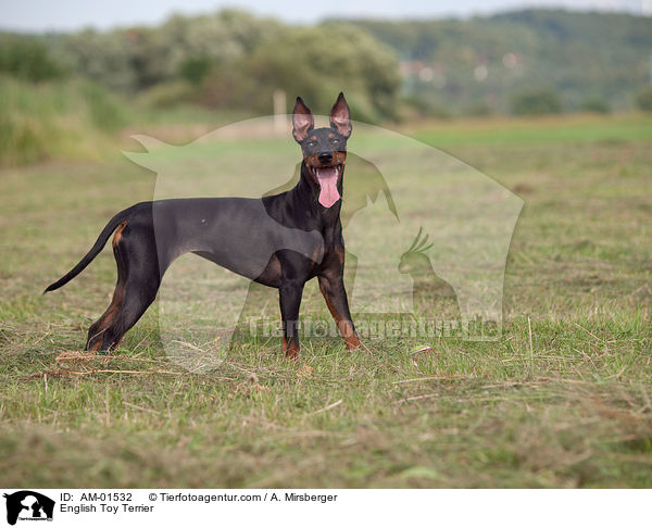 English Toy Terrier / AM-01532